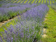 Scenic View Of Purple Lavender Flowers On A Field In Spring In Sunlight