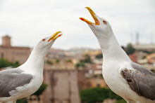 Two Seagull Seagulls Squawking Chirping On The Roof In The City Italy
