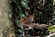 Shot of Amazonian jaguar sitting among bushes and looking side