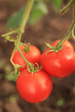 Fototapeta Kuchnia - A ripe tomato plant growing in a greenhouse. Delicious red tomatoes are a family heirloom. Blurred background. Vertical snapshot.
