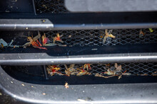 Insects On The Bumper Of The Car. Locust Plague. Dirty Bumper And Hood Of A Car After A Trip On The Autobahn. Insects Crash Into The Car At High Speed And Are Smashed To Death.
