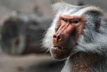 Selective Focus Of A Cute Baboon Monkey In Its Habitat