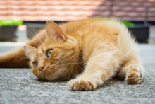Orange Tabby Cat With Green Eyes Lying On The Ground Stretching Itself