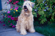 Soft Coated Wheaten Terrier sitting on front porch near purple flowers