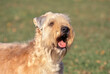 Soft Coated Wheaten Terrier outside in grass with soft focus background
