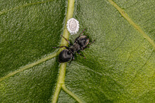 Adult Turtle Ant