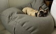 französische bulldogge, bulldog, sitzsack, schlafen hund, süss, hübsch, portrait, schoß, entspannt, haustier, cool, lässig, komisch, braun,