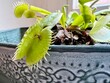 fleischfressend pflanze, Venus Fliegenfalle, blatt, close up, makro, flora, botanik, detail, fliege, essen, gefüllt