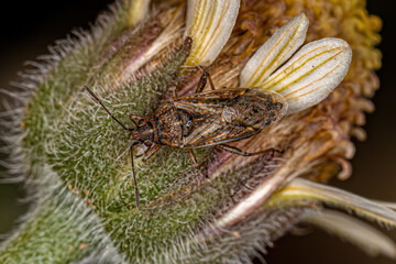 Poster - Adult Seed Bug