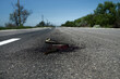 Snake on road is always corpse. Human's dislike of snakes, their intentional killing by drivers. (