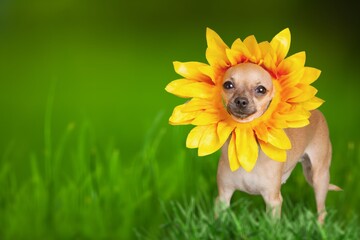 Canvas Print - Cute dog on the grass. Dog in nature. The puppy smiling and poses for the camera.