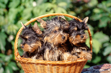 Three Silky Terrier puppies in wicker basket outside