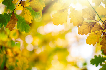 Wall Mural - Oak tree leaves in autumn. Sunny golden background