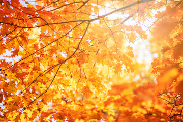 Canvas Print - Oak tree leaves in autumn. Sunny golden background