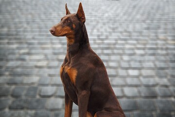 Wall Mural - Young domestic dog adopted sitting and looking with cuteness