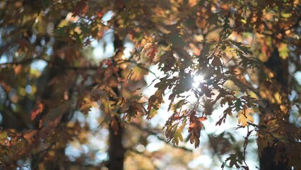 Wall Mural - Brilliant sunlight ray of light shining through fall and autumn colored tree leaves of an Arkansas wilderness forest  