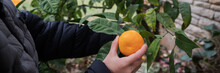 Child Picking A Ripe Mandarin Citrus Fruit From A Tree Growing In Backyard