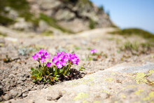 Purple Mountain Flower Detail View
