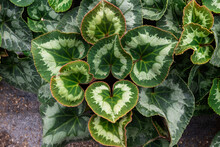 Close-up Of The Leaves Of A Green Plant. Detail Shot Of Plants.