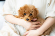 © takafoto - ペット プードル トイプードル 愛犬 家族