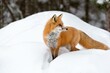 Red Fox (Vulpes vulpes) standing in deep snow, Algonquin Provincial Park, Ontario, Canada, North America