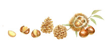 Watercolor Illustration Of Chestnuts And Pinecone Decoration With Transparent Background