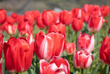 Fototapeta Tulipany - チューリップの花