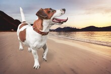 Happy Puppy Running On The Beach. Crazy Dog Having Fun. Funny Animal Pet
