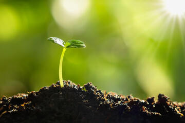 Wall Mural - young plant growing on dirt with sunshine in nature. eco earthday concept