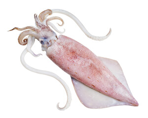 Fresh squid isolated on white background, Squid isolated on white with clipping path.