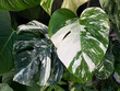 Monstera Deliciosa albo variegated leaf close up