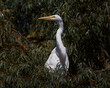 Great Egret Perched in a Tree