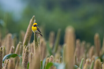 Wall Mural - Baya weaver (Ploceus philippinus) feeding on Pearl Millet Corn near Saswad in Maharashtra, India