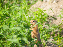 Ground Squirrel Or Chipmunk