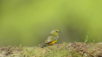 Wall Mural - a slow motion shot of a male olive-backed euphonia perching on a branch at boca tapada in costa rica
