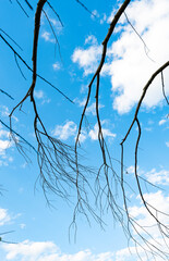 Canvas Print - dry tree branches against the blue sky