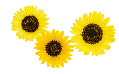 Wall Mural - beautiful sunflower flower