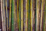 Fototapeta Sypialnia - Bamboo wall. wall made of thin green bamboo