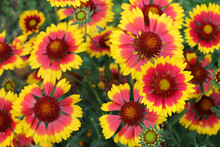 Blooming Gaillardia (hybrid) In A Flower Bed On A Bright Sunny Day