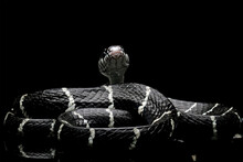 Black Snake With White Ring In The Dark, Mangrove Snakes, Cat Snake, Boiga Dendrophila