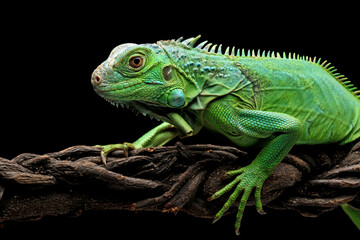 Wall Mural - green iguana head and spikes, closeup head of green iguana, animal closeup