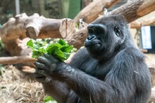 Gorilla Eating Salad