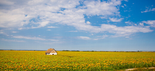 Wall Mural - Picturesque rural agricultural landscape of sunflowers fields with farmhouse in middle of yellow blum oil seeds plants. Blue sky with clouds in background. Summer sunny day.