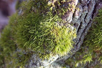 Poster - moss on tree in the morming