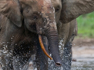 Canvas Print - Portrait of African forest elephants (Loxodonta cyclotis) with splashes of water. Central African Republic. Republic of Congo. Dzanga-Sangha Special Reserve.