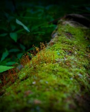 Selective Focus Of A Tree Log Covered With Green Moss In A Forest