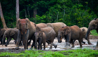 group of african forest elephants (loxodonta cyclotis) in the forest edge. republic of congo. dzanga