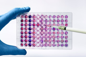 Wall Mural - Scientist pipetting biological samples of cells into a 96-well microplate. Researcher experimenting with a diagnostic plate in wells with culture medium