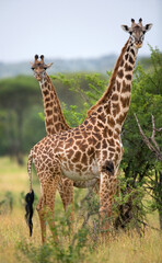 Wall Mural - Two giraffes (Giraffa camelopardalis tippelskirchi) in savanna. Kenya. Tanzania. East Africa.