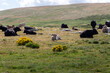 Rebaño de vacas rumiando acostadas, en la Sierra madrileña de Guadarrama. España.